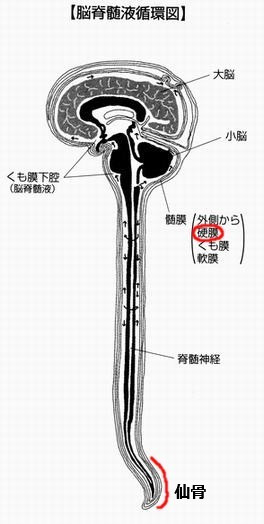 $大阪心斎橋なんば｜姿勢矯正・内臓整体・自律神経の調整で症状改善。 整体Re:Body!（リボディ）-心斎橋 難波 なんば 堀江 クラニオセイクラル 硬膜