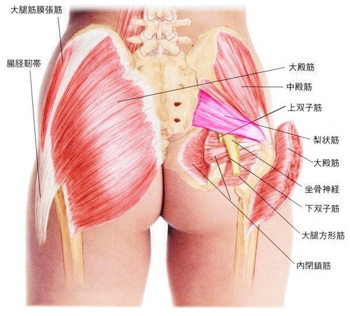 $歪み/内臓/自律神経を整える【整体Re:Body!(リボディ)|大阪心斎橋】で自然治癒力UP。-梨状筋 ヘルニア 坐骨神経痛