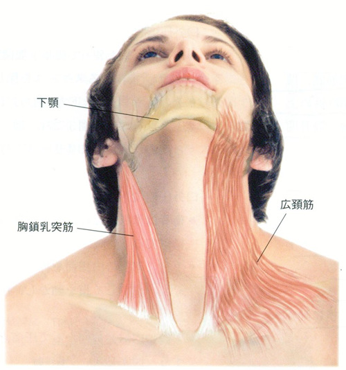 上を向くと首が痛いヒトへ 大阪本町駅すぐ 整体re Body リボディ ブログ 整体re Body リボディ 大阪本町